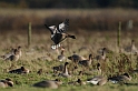 Pink-footed goose landing - K